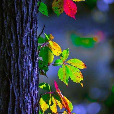 欢乐斗牛腾讯下载手机版